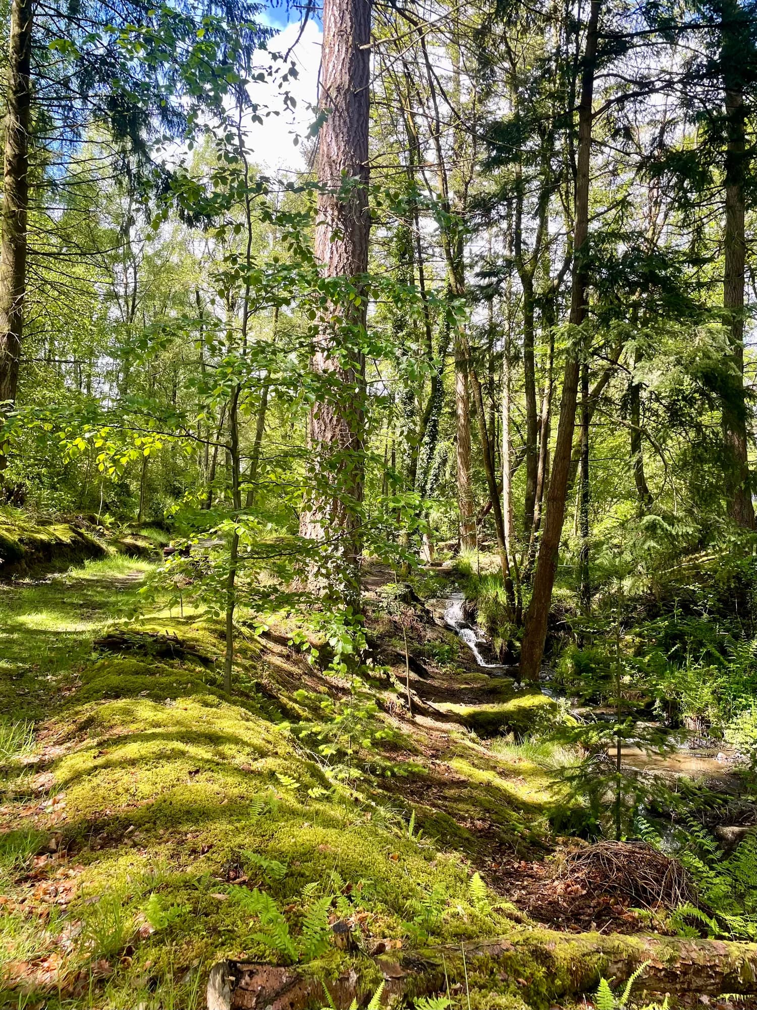 The Dingle woodland walk at Garth Barns